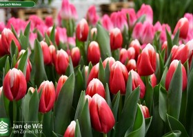 Tulipa Lech Walesa ® (3)